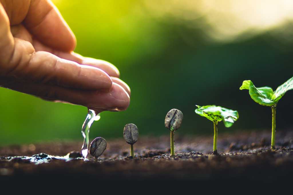 Grow coffee beans Plant coffee tree Hand care and watering the trees Evening light in nature stock photo