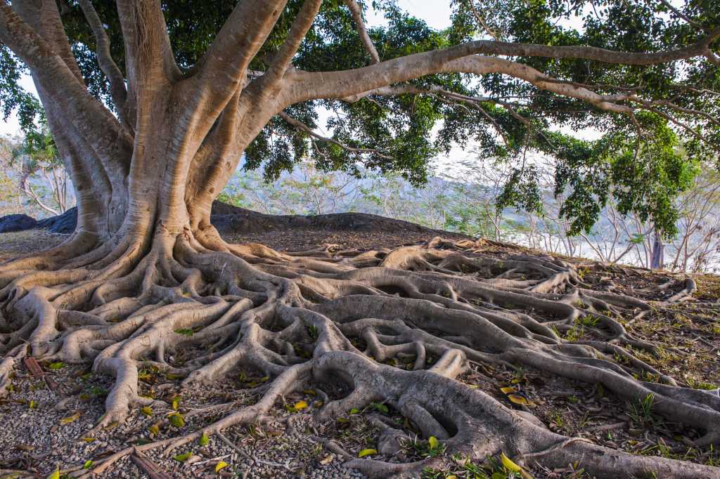 Tree roots