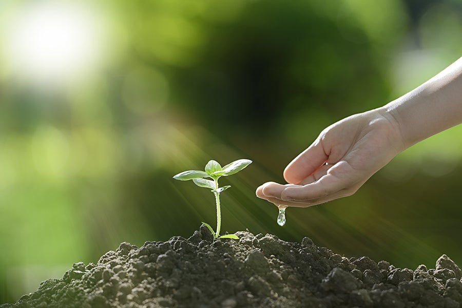 sprout plant watering garden